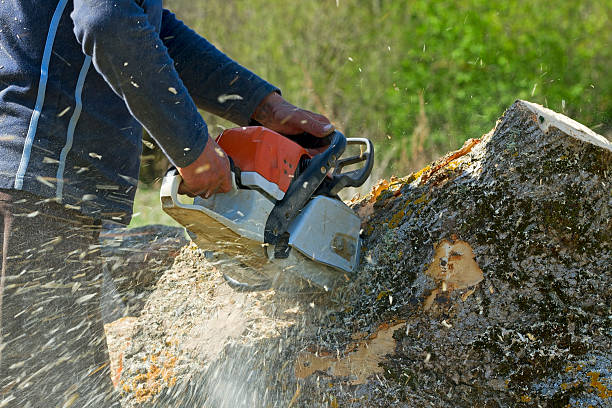  Genoa, IL Tree Removal Pros